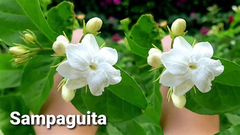 sampagita|where to buy sampaguita plant.